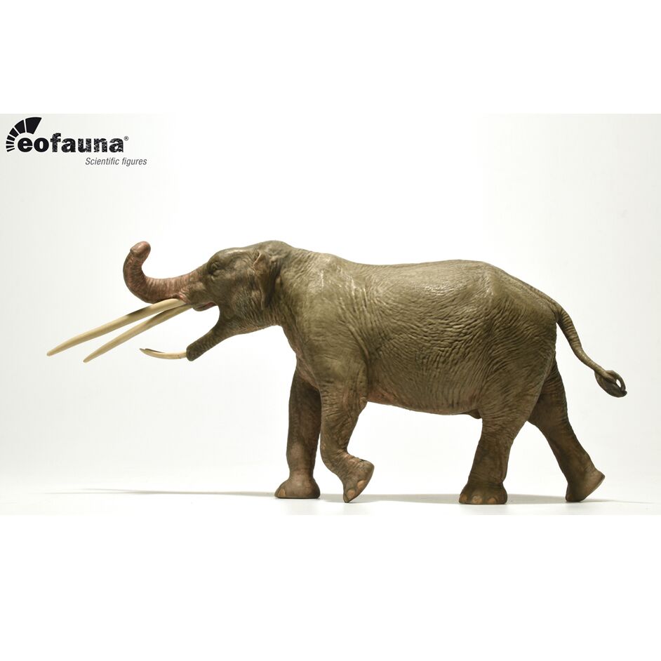 Eofauna K. atticus