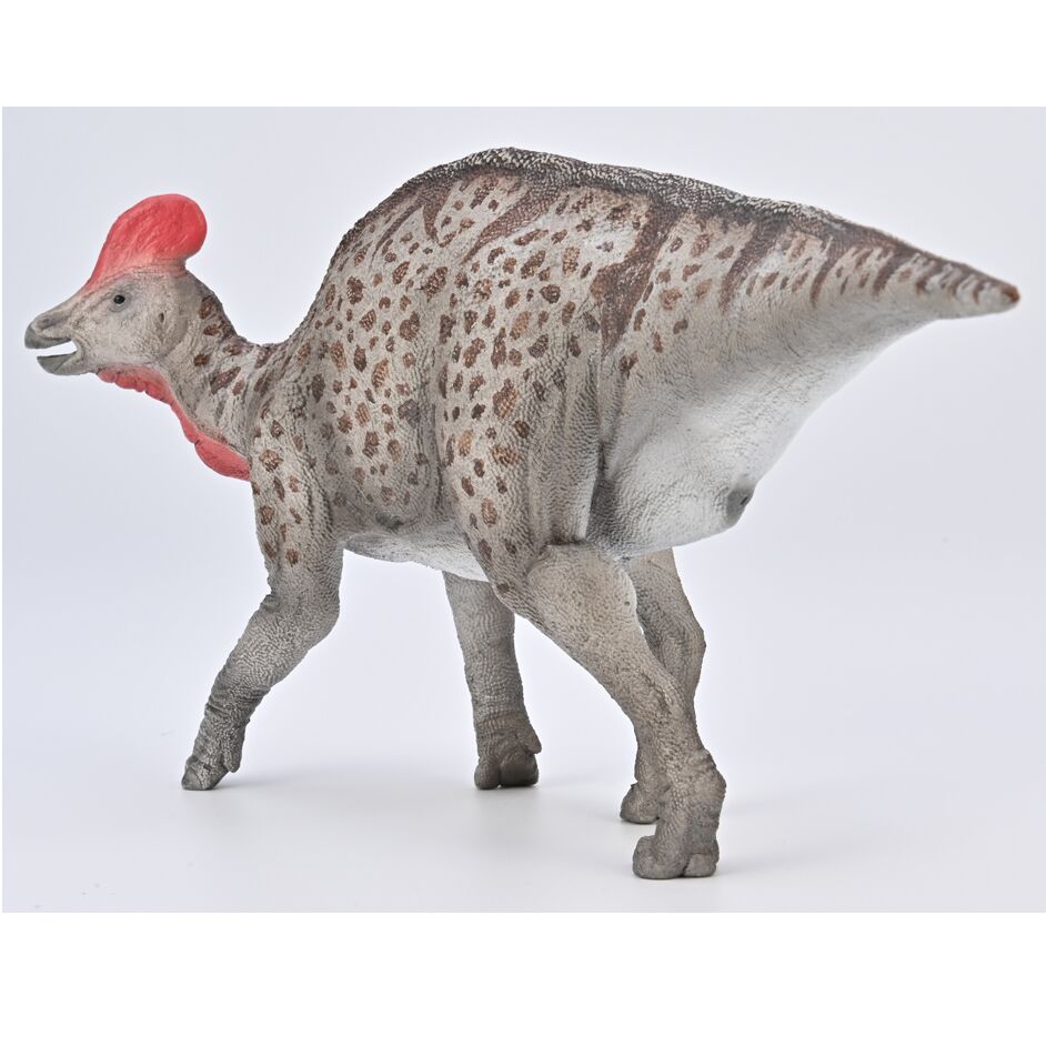 Posterior view of the 1:60 scale Magnapaulia laticaudus figure.
