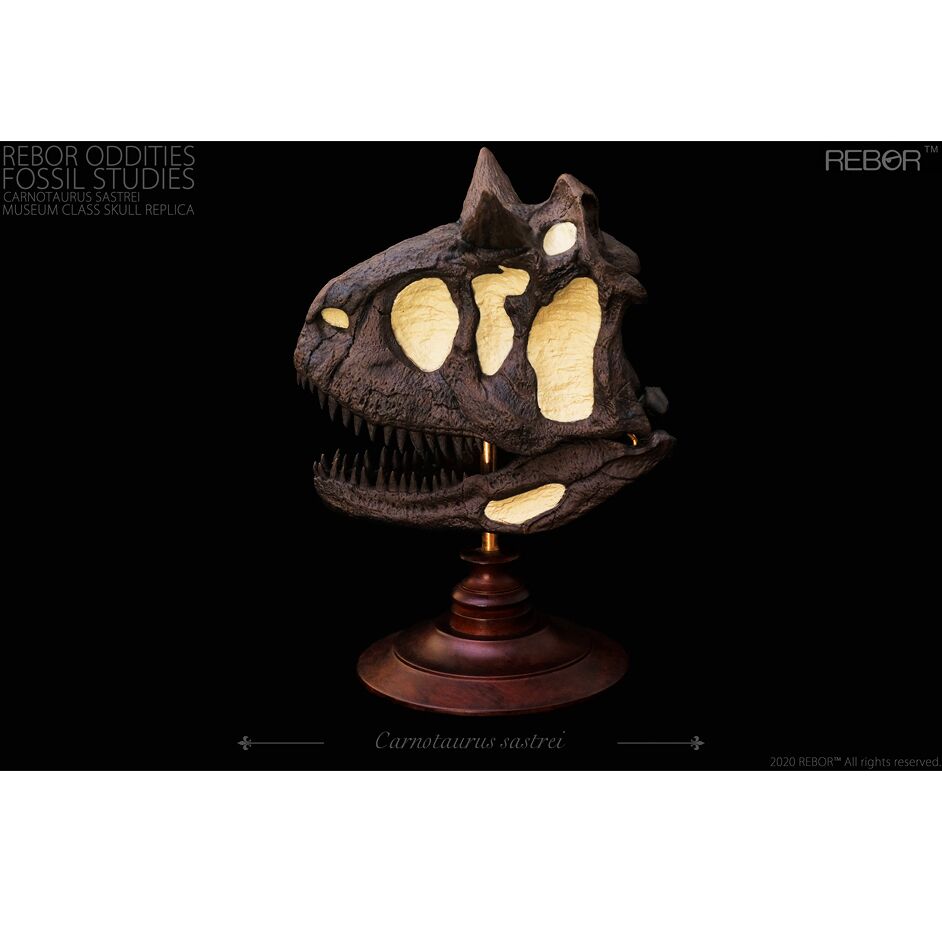 REBOR-Oddities-Fossil-Studies-