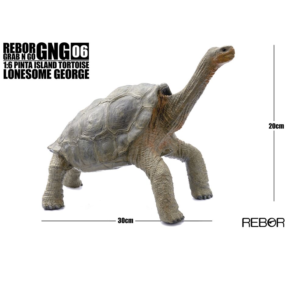 Rebor GNG06 1:6 Pinta Island Tortoise - Everything Dinosaur
