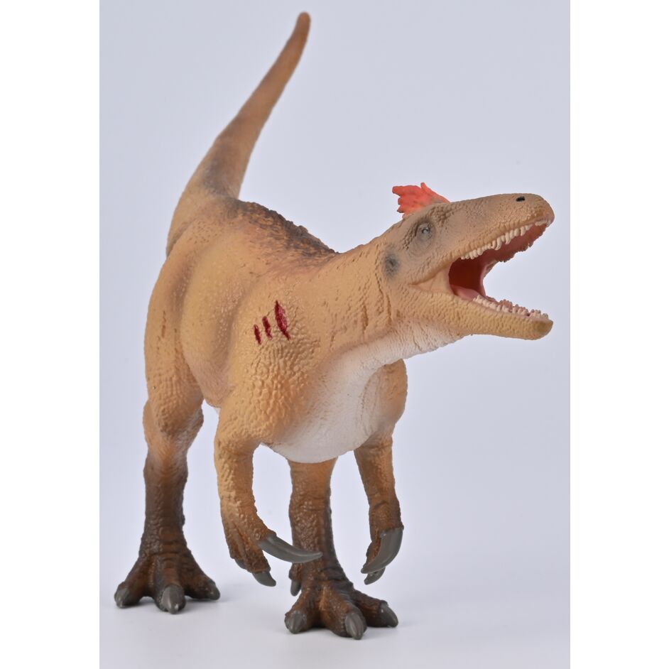 Anterior view of giant megaraptorid model.