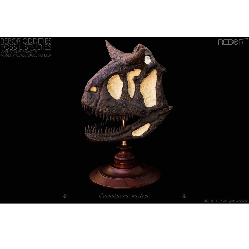 REBOR-Oddities-Fossil-Studies-