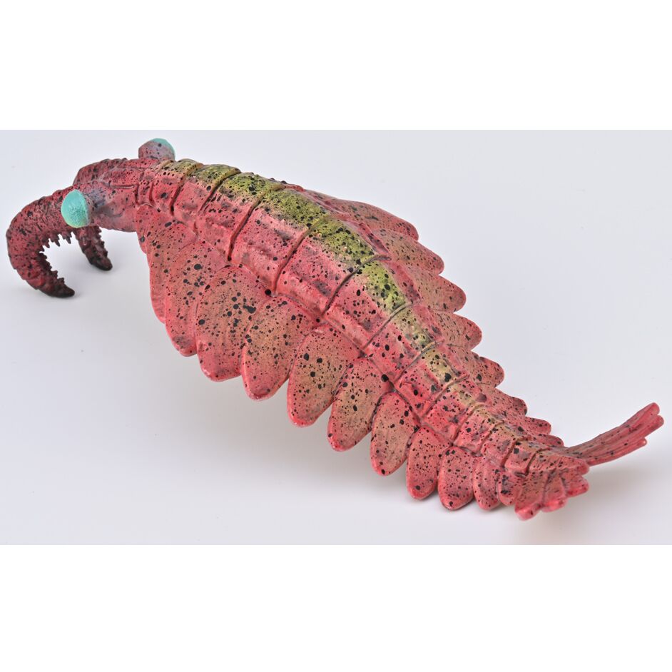 Anomalocaris replica.