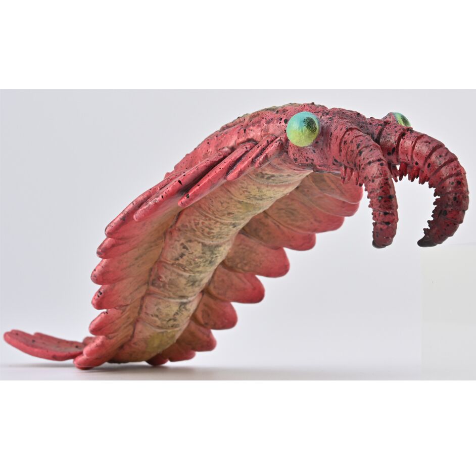 Anomalocaris figure.