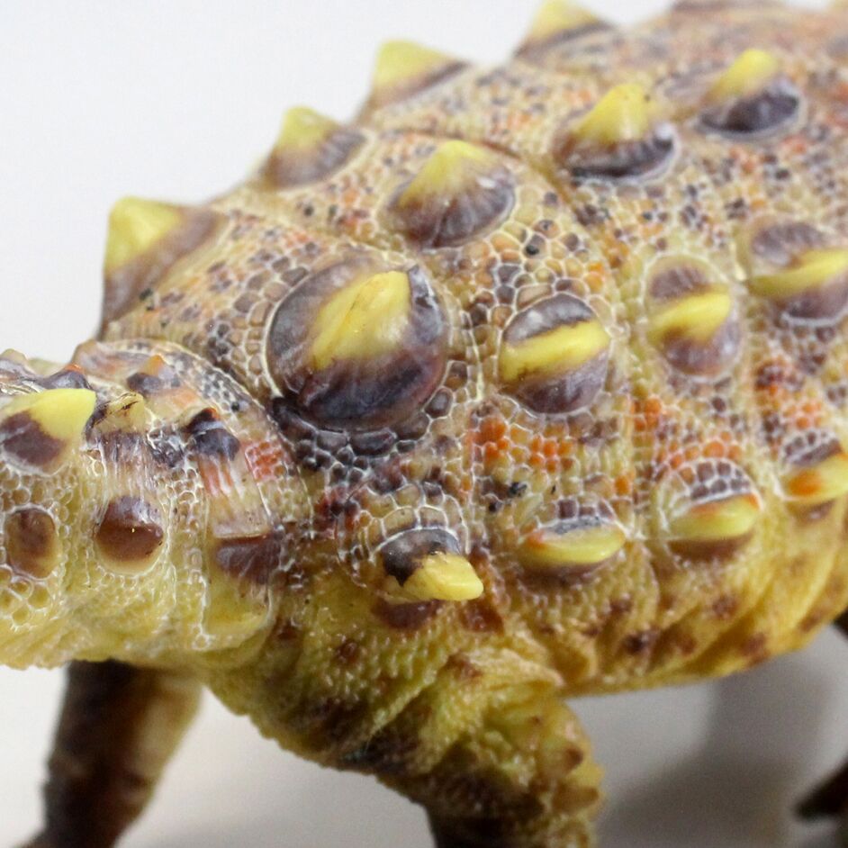 Close-up view of the dinosaur's armour.