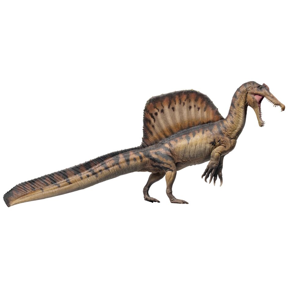 PNSO Aymen the Spinosaurus in right lateral view.
