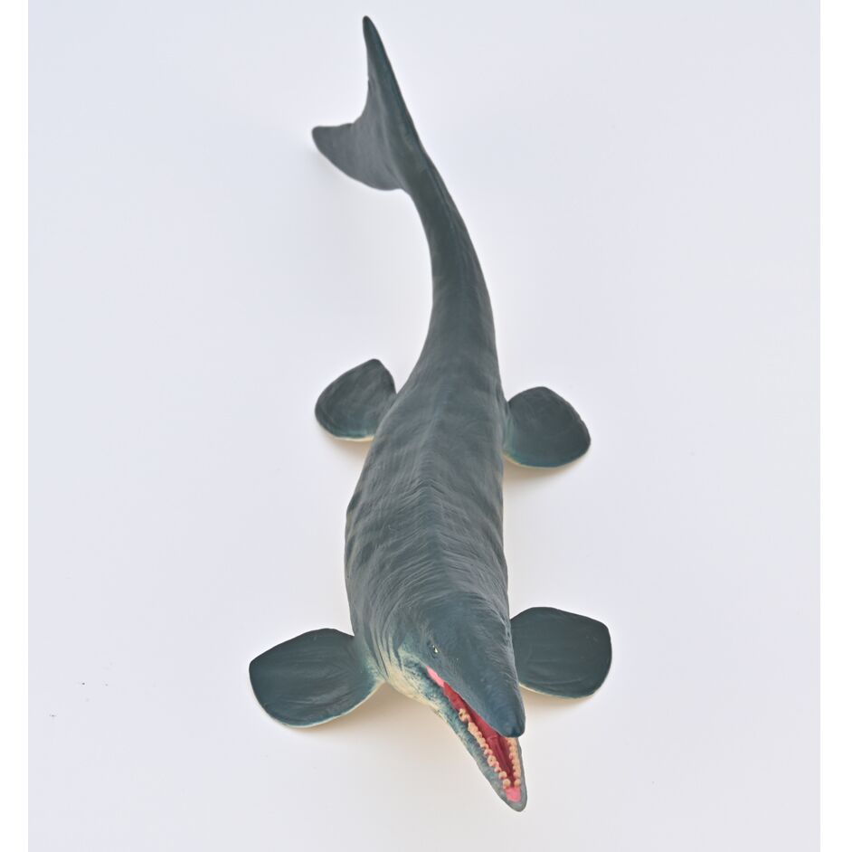 Mosasaurus model (Tylosaurus proriger) in dorsal view.