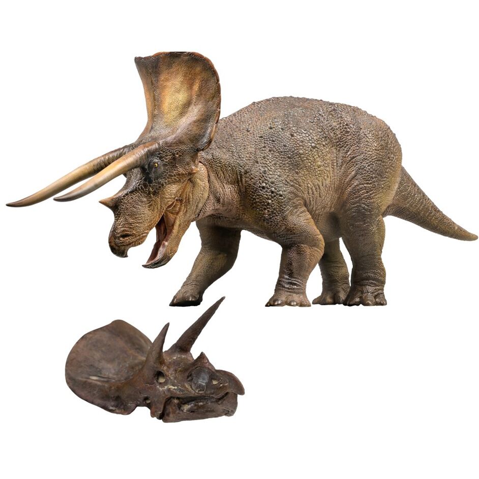 PNSO Doyle the Triceratops with skull